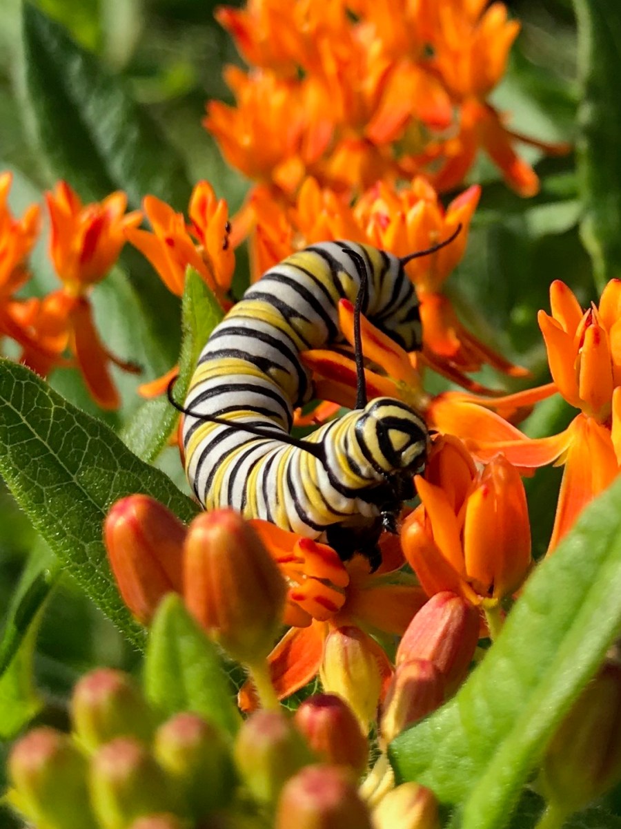 A monarch catepillar sits atop the orange flowers of butterfly milkweed.