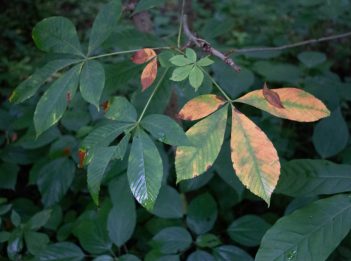 Green and yellow leaves hang from a branch