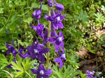 Dwarf Larkspur