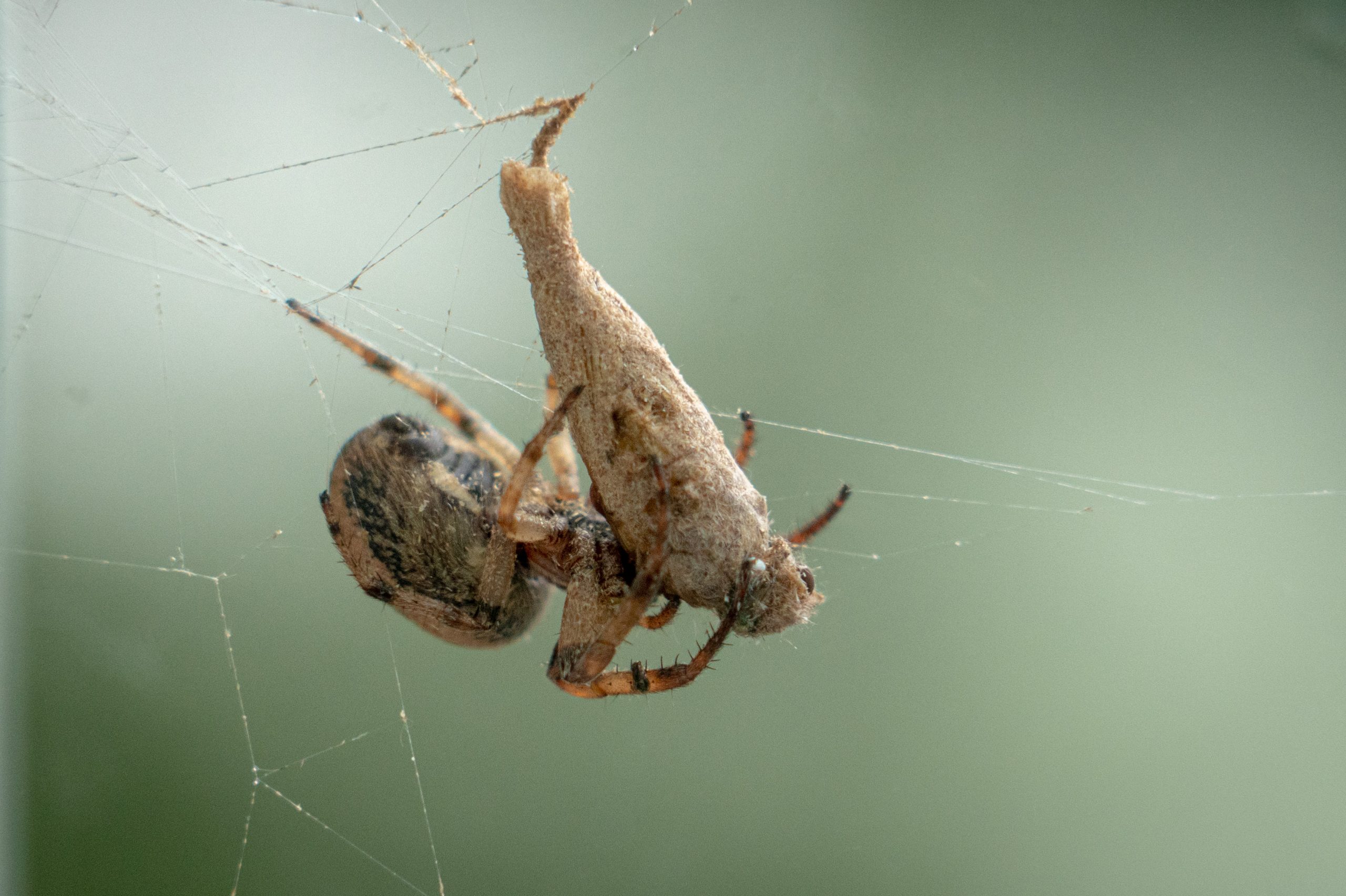 Blog What Are Orb Weaver Spiders?