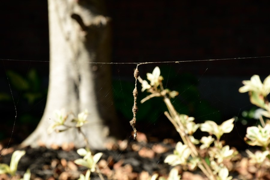 The "trash" of a trashline orbweaver spider's web: leaves and debris hang in the web.