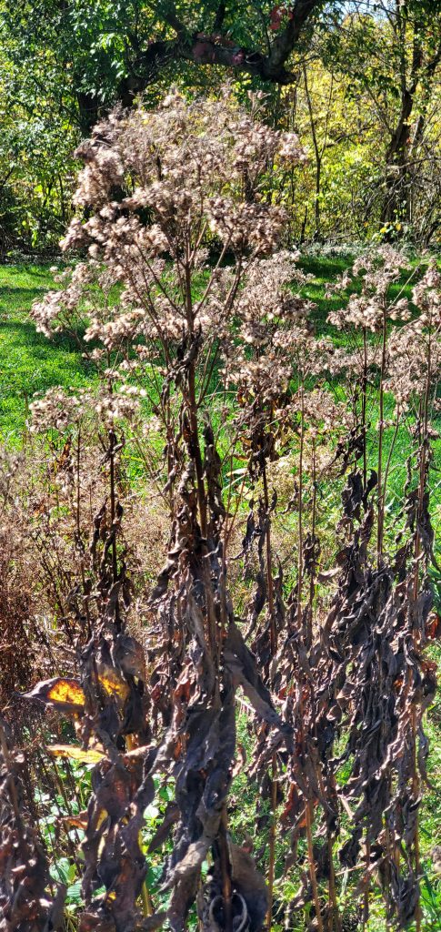 Joe Pye Weed