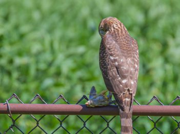 A Cooper's hawk sits on a chain-link fence. It has its prey under one of its feet.