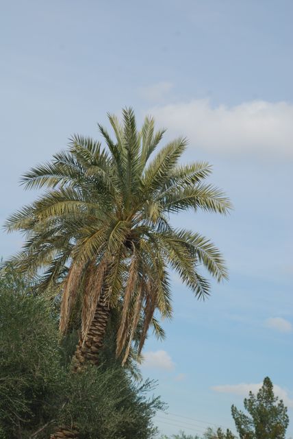 date-palm2 date-palm2