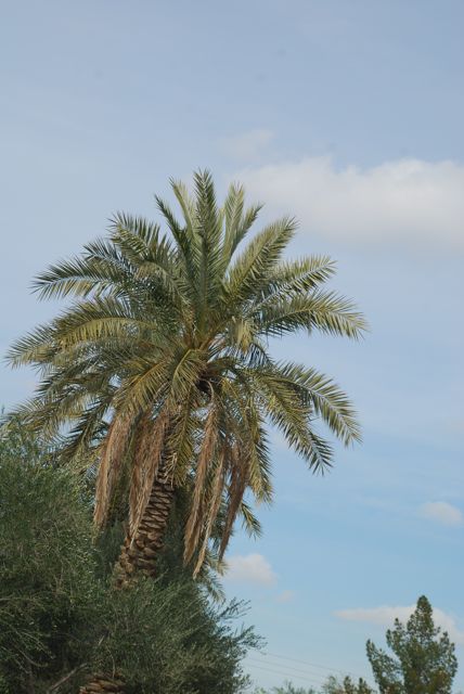 date-palm2