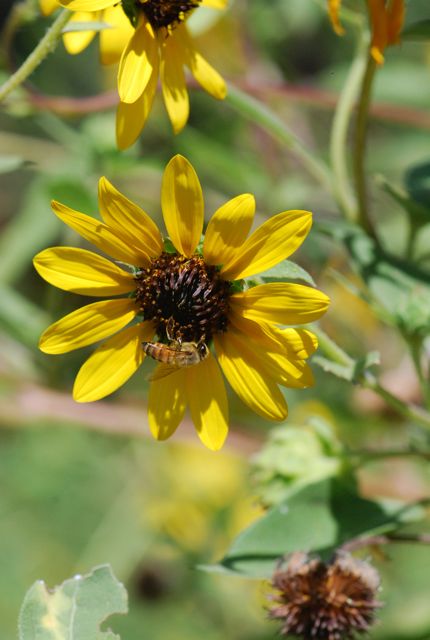 sunflower-honeybee