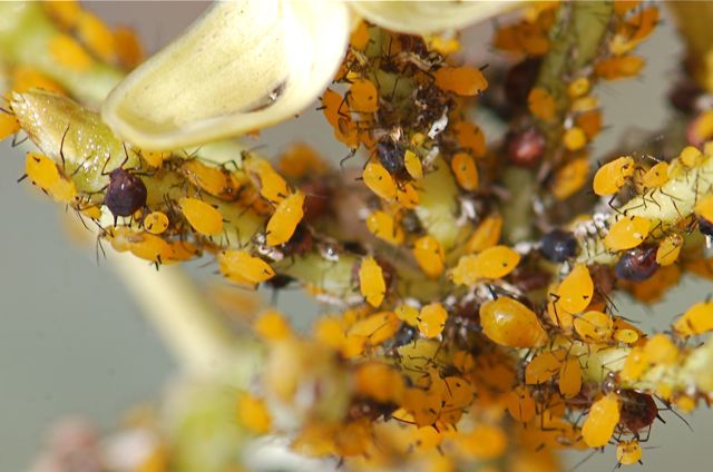 Bug of the Week: The Mix Unscrambled – Growing With Science Blog