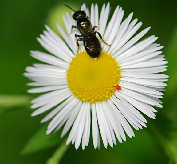mite-in-daisy-2