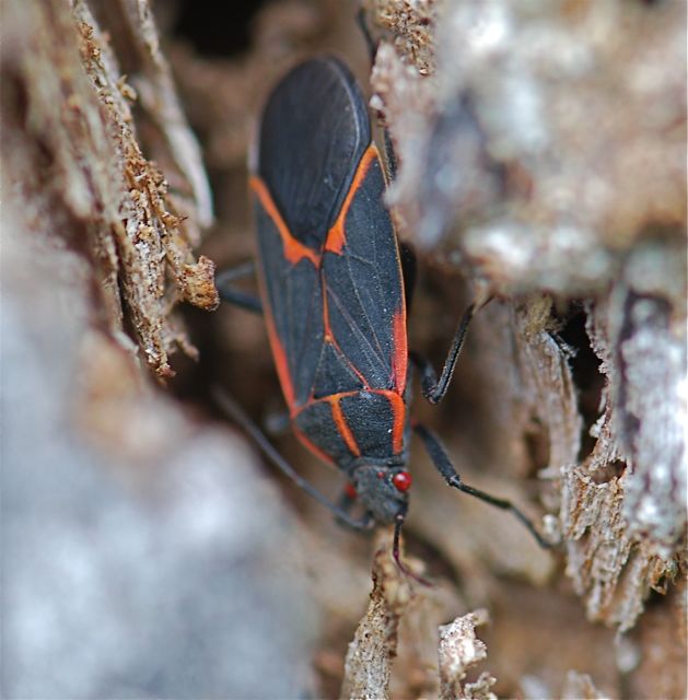 Bug of the Week: Boxelder – Growing With Science Blog