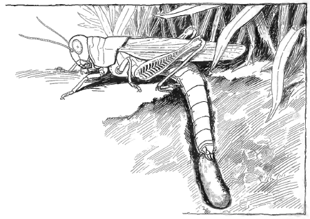 grasshopper-egg-laying