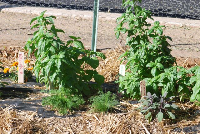 Seed of the Week: Basil – Growing With Science Blog