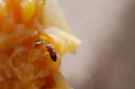 sap-beetle-2