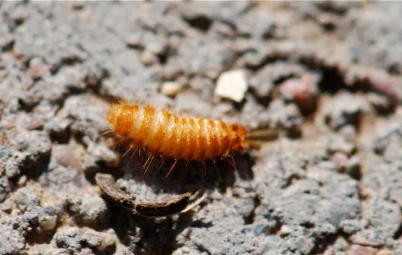 dermestid-larva-closer