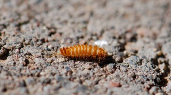 dermestid-larva-tails