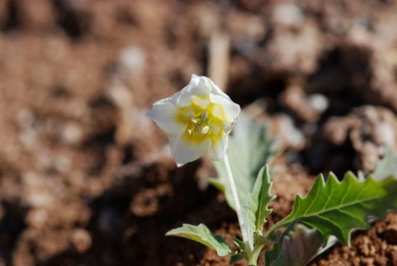 groundcherry-flower
