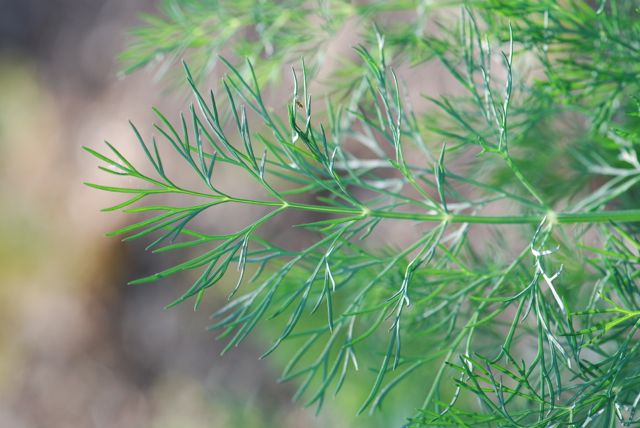 dill-foliage