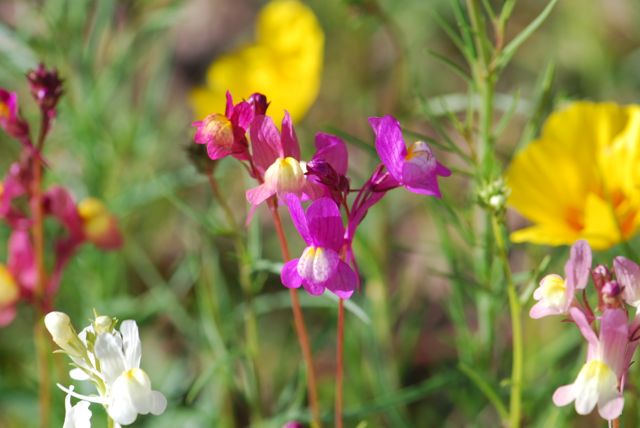 toadflax-101
