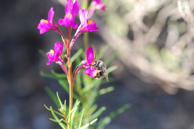 toadflax-leaves-bee