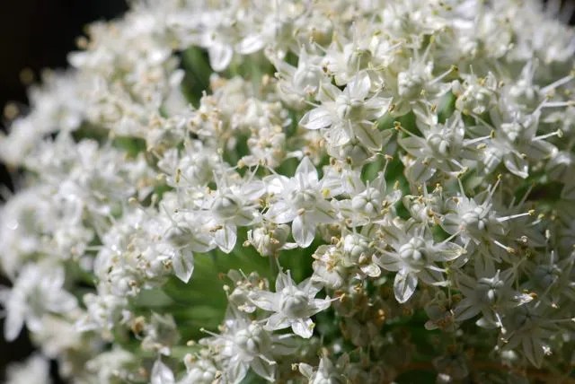 onion-flowers