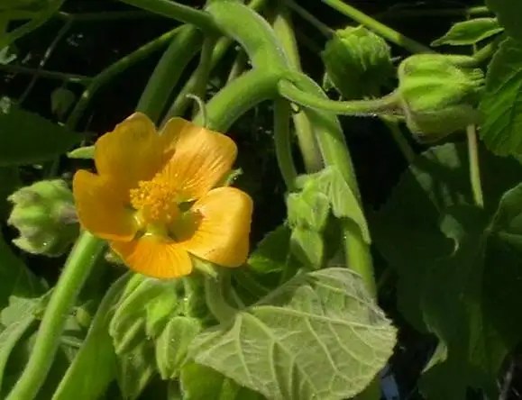 velvet-leaf-flower