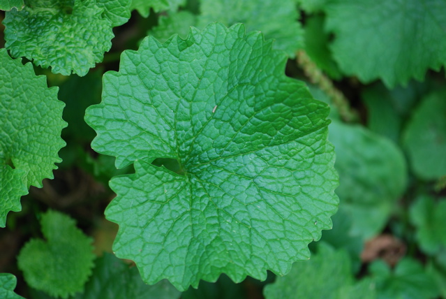 garlic-mustard-leaf