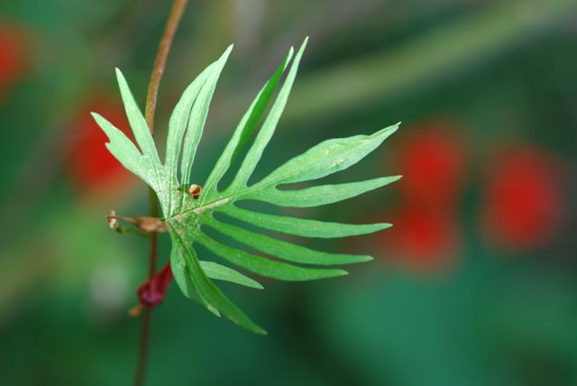 cardinal-climber-leaf