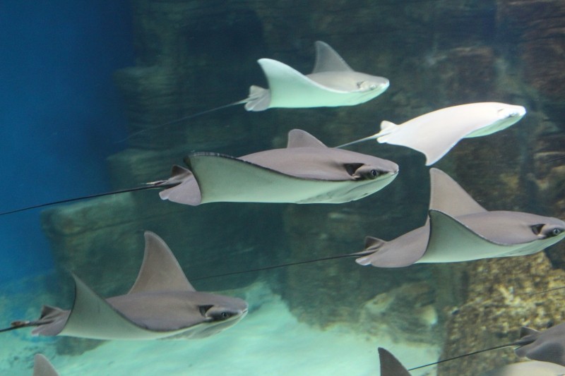 Spectacular Summer Science: Fish Activities for Kids – Growing With ...