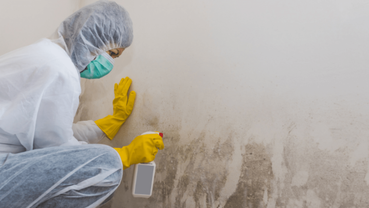 How Does Mold Remediation Work - Colorful Image Collection - HD Quality