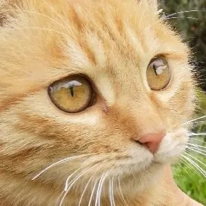 有意栽花花满枝