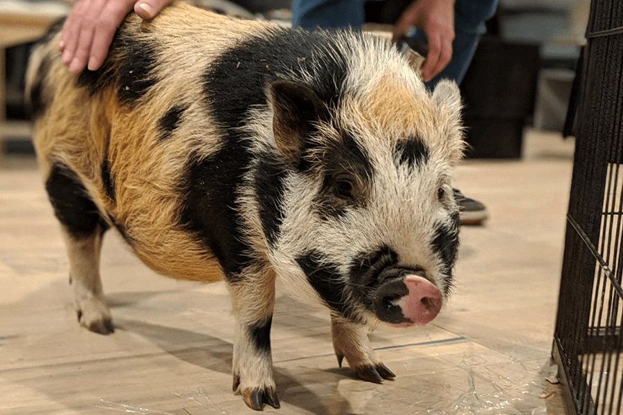 James and pig insta.png