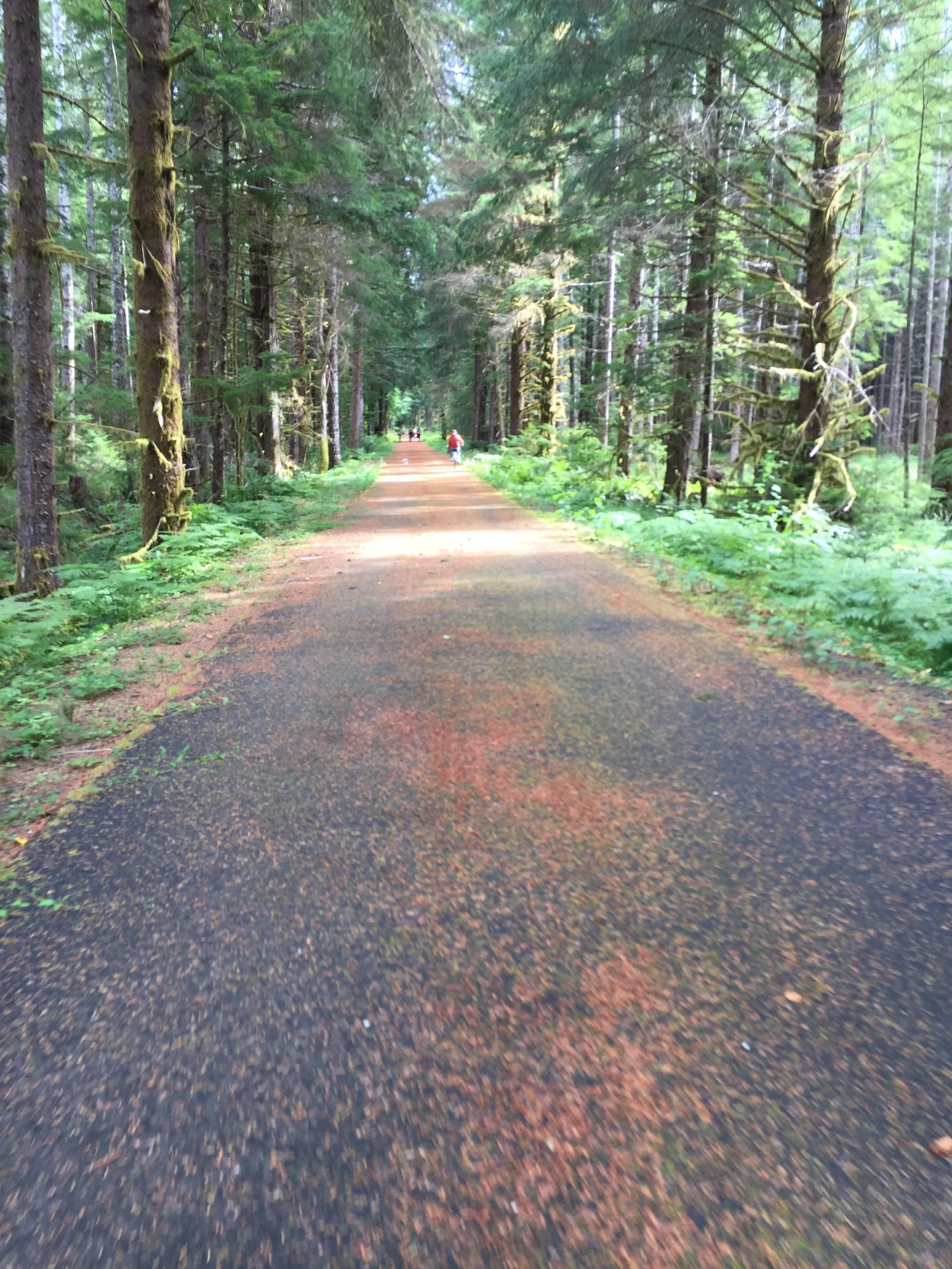  Big trees, ferns, and a smooth surface! 