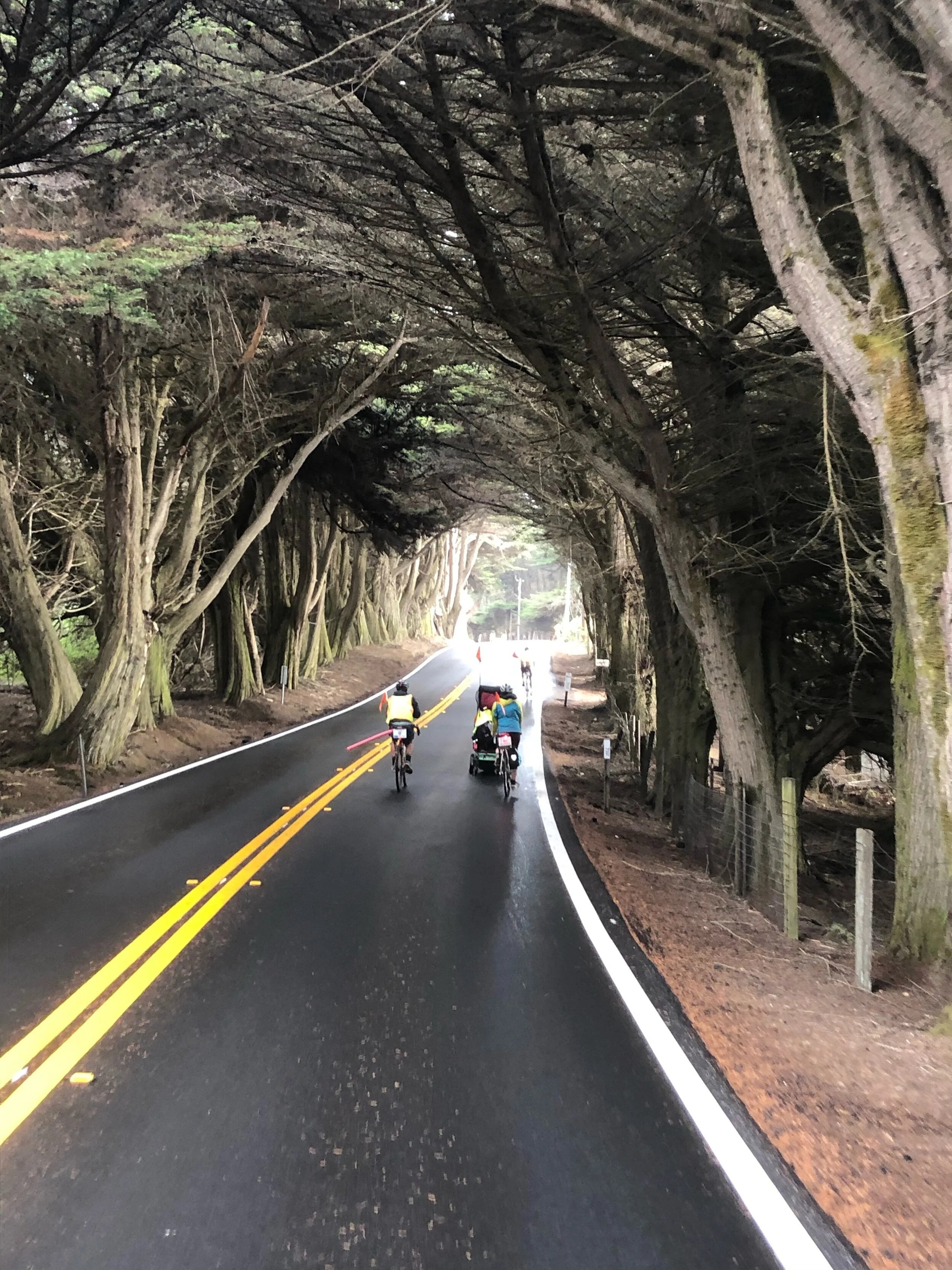  Monterey Cypress 