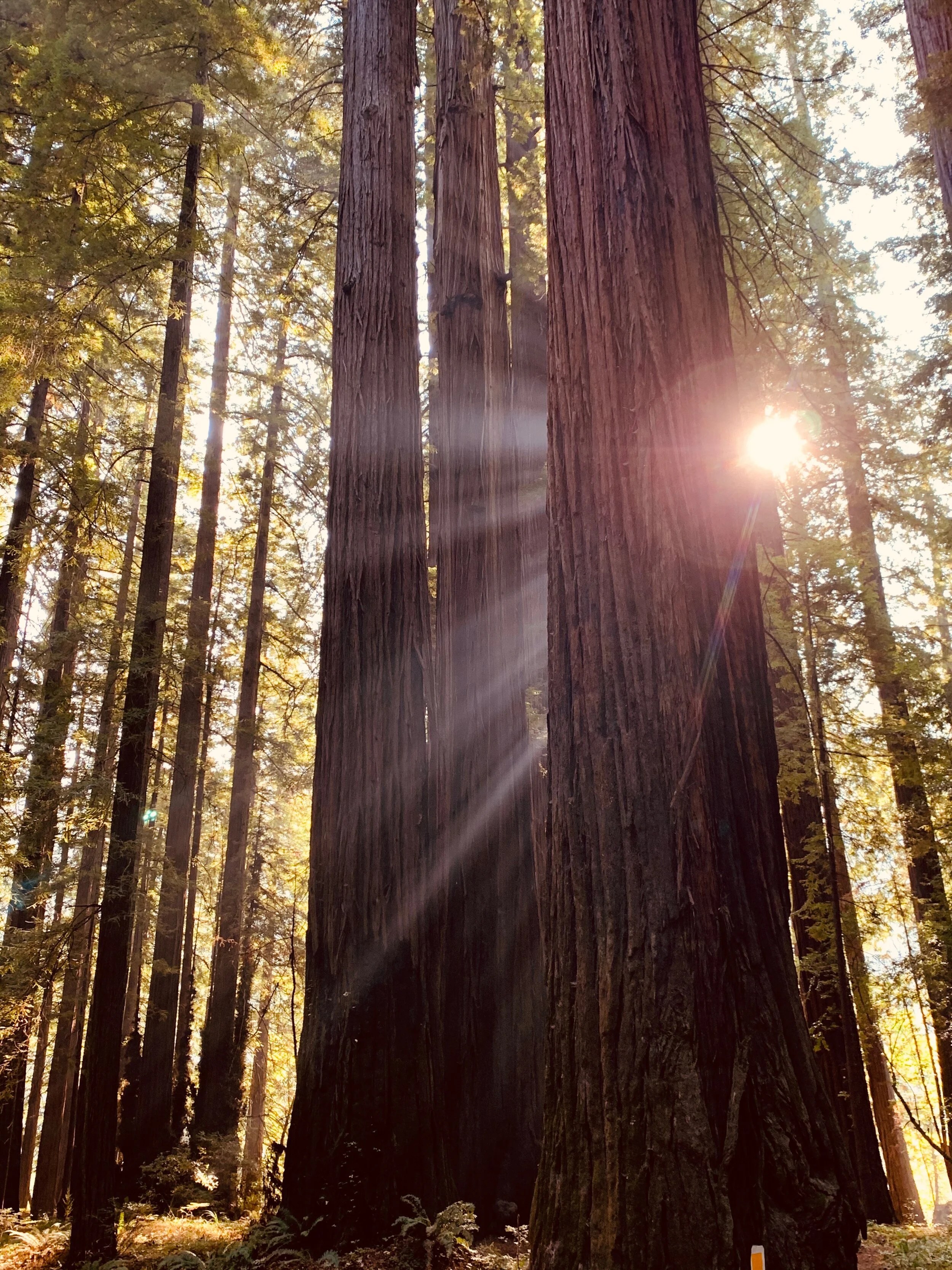  Gorgeous lighting on the Avenue of the Giants 