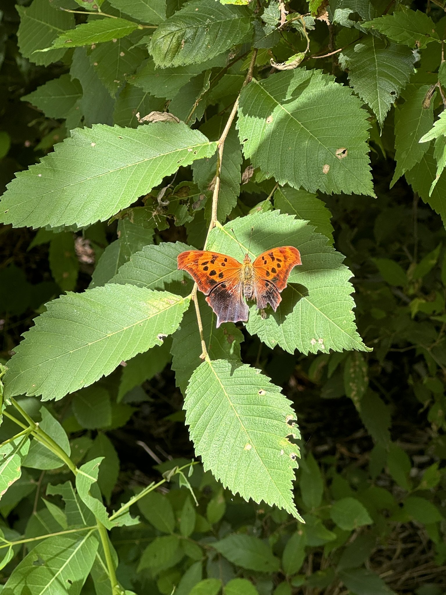  Loved the butterfly diversity 