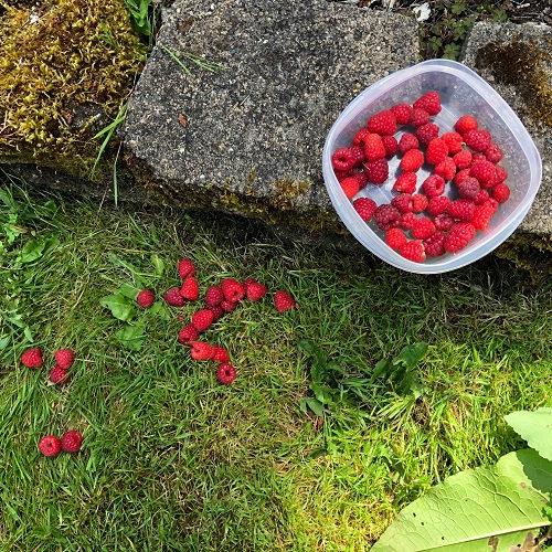 Spilled Raspberries