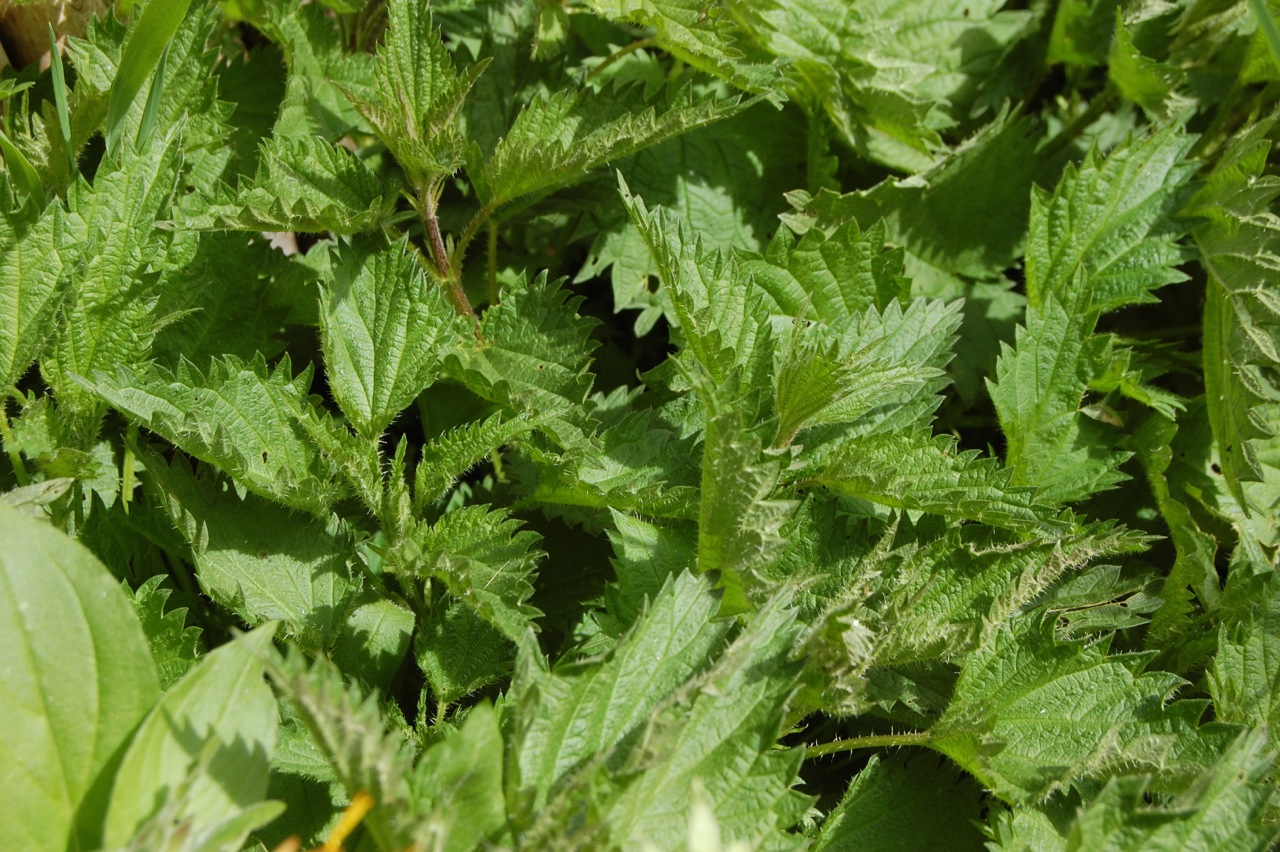 Brennnessel-/Taubnessel-pesto | Klockerei Blog Brennnessel-/Taubnessel-pesto | Klockerei Blog