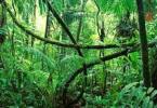 image of South America rainforest