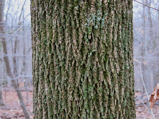 tuliptree2