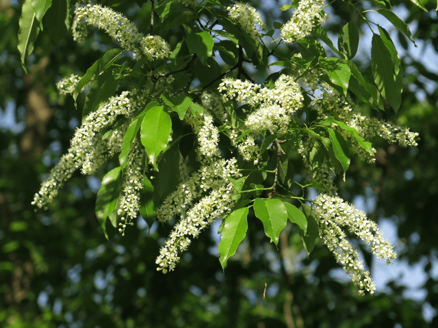 blackCherry