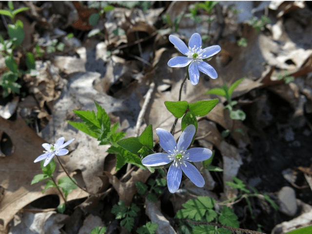 hepatica