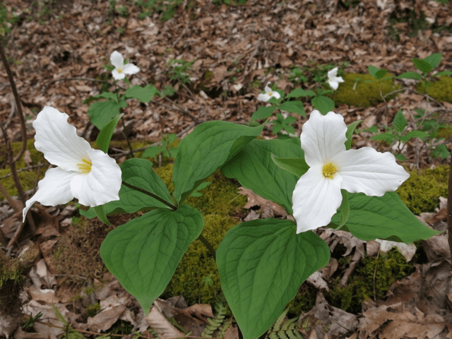 largeFloweredTrillium