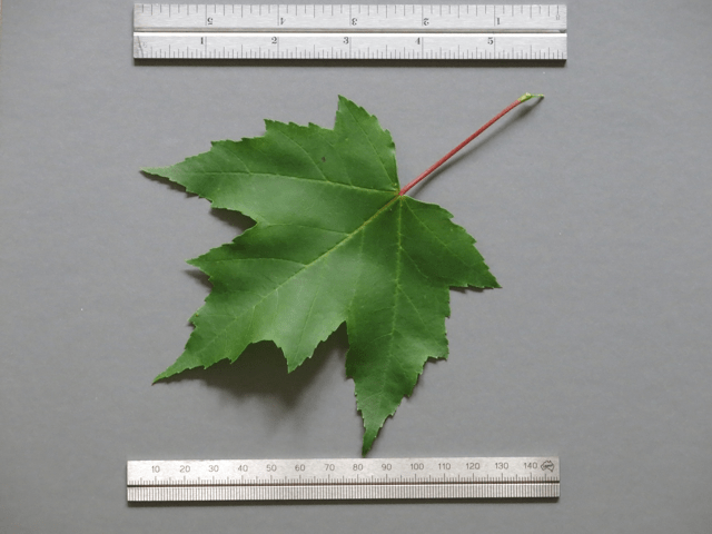 redMapleLeaf
