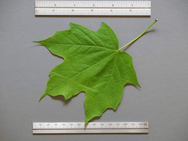 sugarMapleLeaf