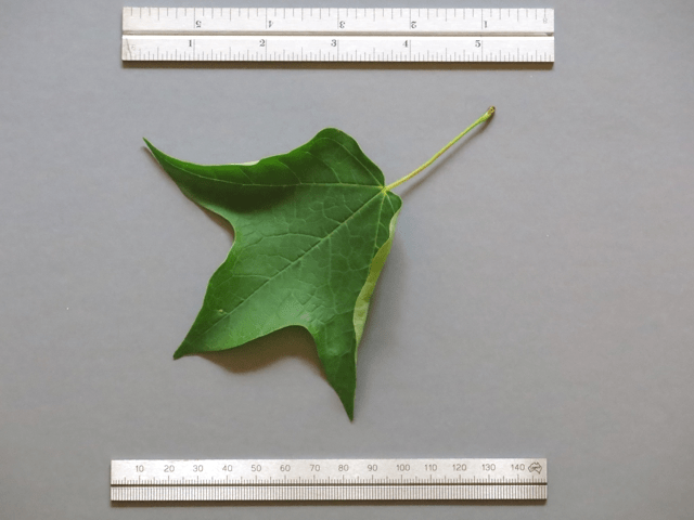 sugarMapleLeaf2