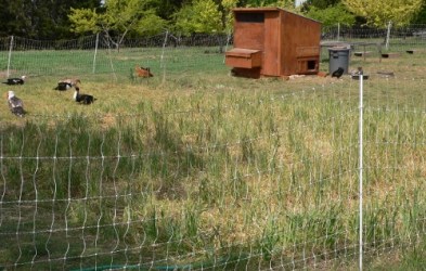 electric netting chicken coop poultry inside mcmurray fence hatchery using apr staff