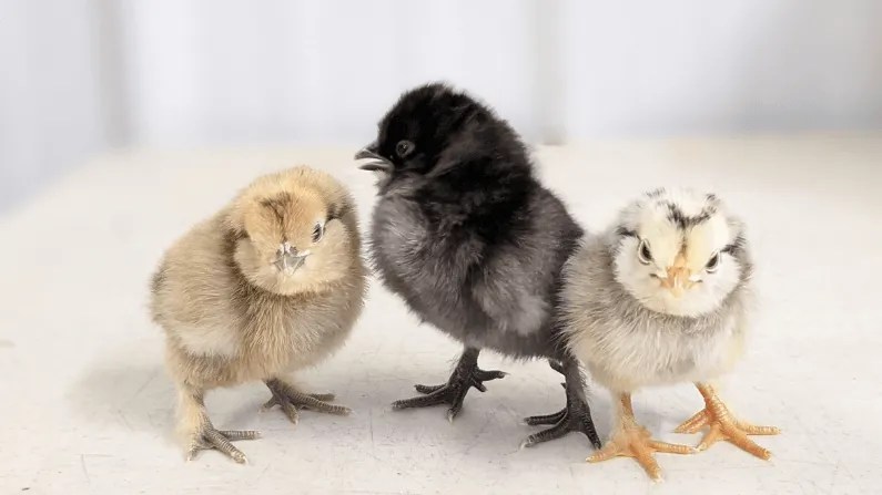 Bantam chickens vs standard