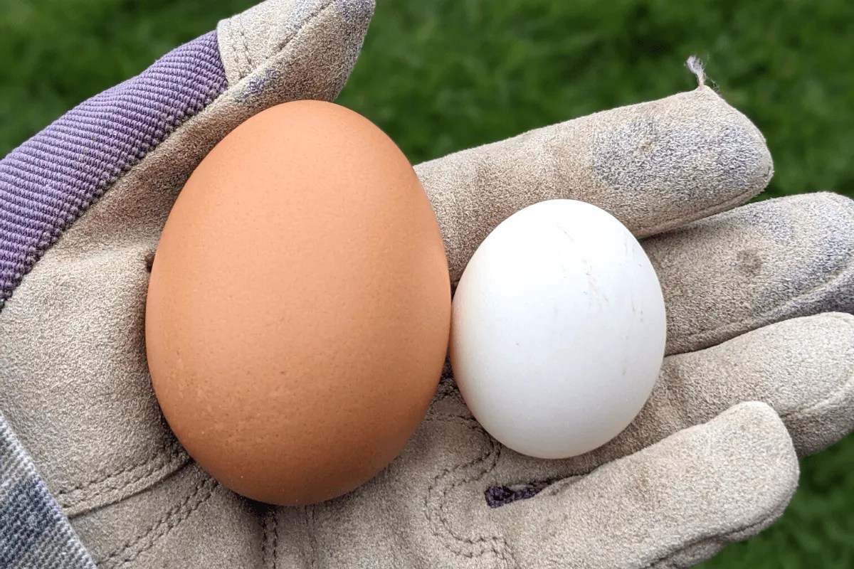 Bantam chickens vs standard