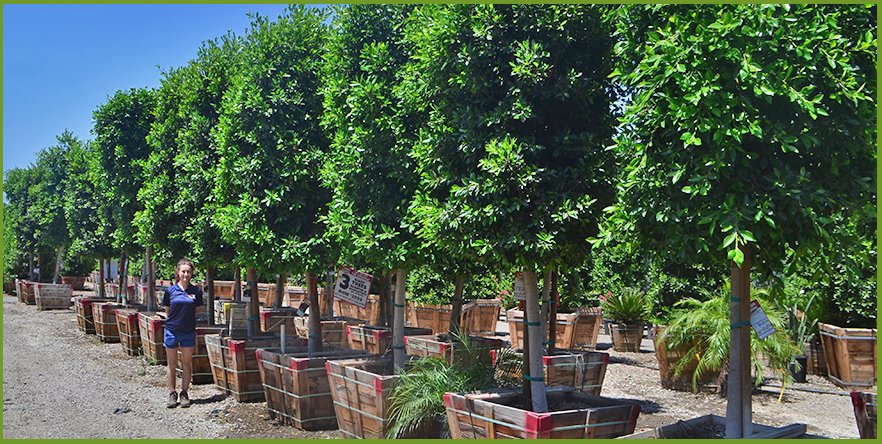 Ficus Ecured - Full HD Nature Patterns for Desktop