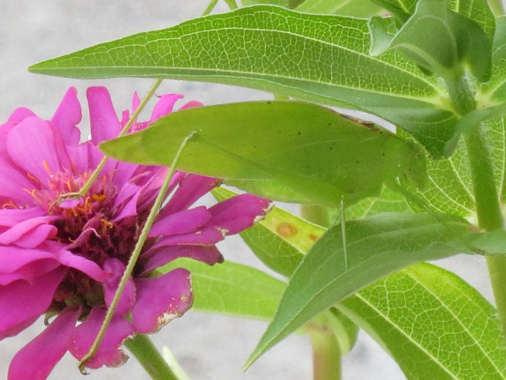 Camouflaged Grasshopper