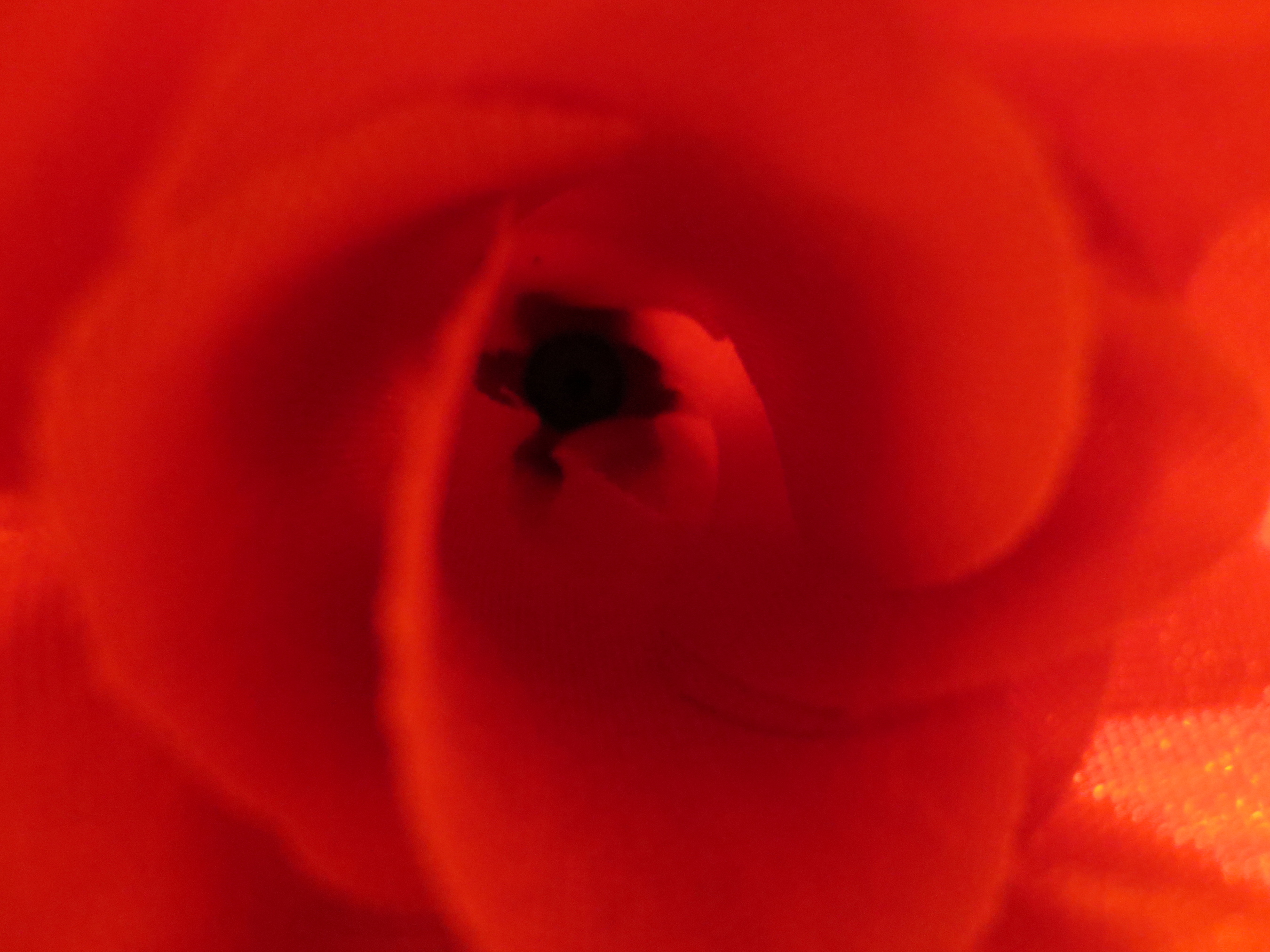 My birthday bouquet of red roses